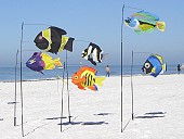 Swimming Fish