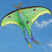 Luna Moth
