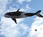8ft Killer Whale