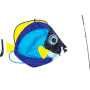 Swimming Surgeon Fish
