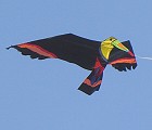 Toucan
